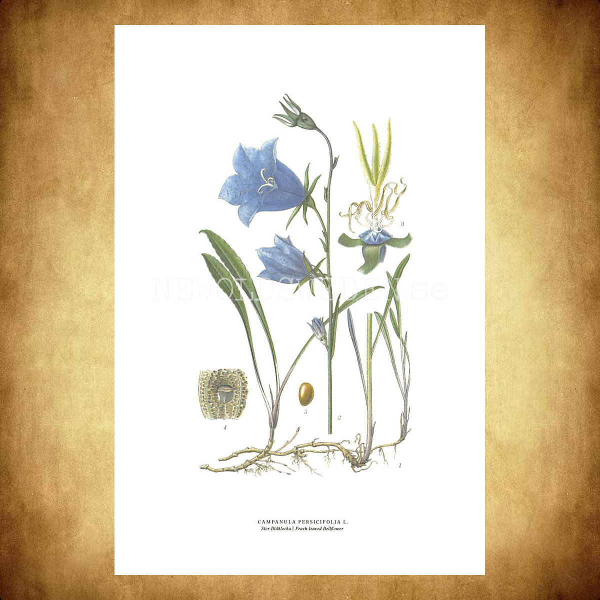 STOR BLÅKLOCKA - PEACH-LEAVED BELLFLOWER - CAMPANULA PERSICIFOLIA L. -  C.A.M. Lindman - 770 - 3