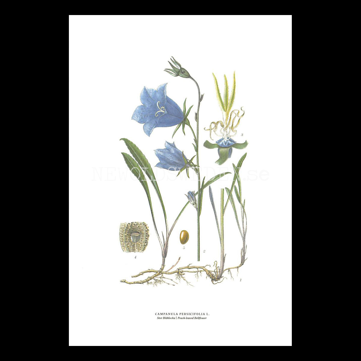 STOR BLÅKLOCKA - PEACH-LEAVED BELLFLOWER - CAMPANULA PERSICIFOLIA L. -  C.A.M. Lindman - 770