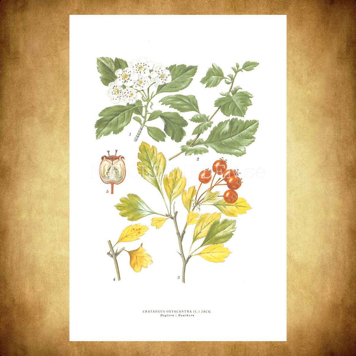 HAGTORN - HAWTHORN - CRATAEGUS OXYACANTHA (L.) JACQ -  C.A.M. Lindman - 771 - 3
