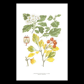HAGTORN - HAWTHORN - CRATAEGUS OXYACANTHA (L.) JACQ -  C.A.M. Lindman - 771