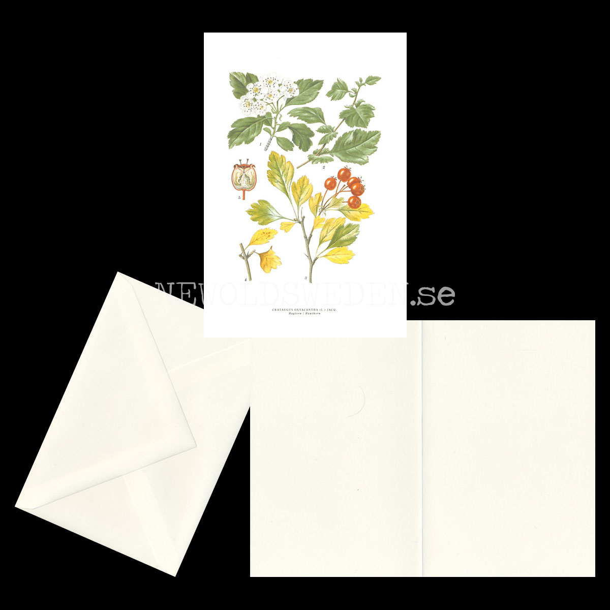 HAGTORN - HAWTHORN - CRATAEGUS OXYACANTHA (L.) JACQ -  C.A.M. Lindman - 771 - 2