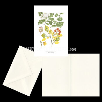 HAGTORN - HAWTHORN - CRATAEGUS OXYACANTHA (L.) JACQ -  C.A.M. Lindman - 771