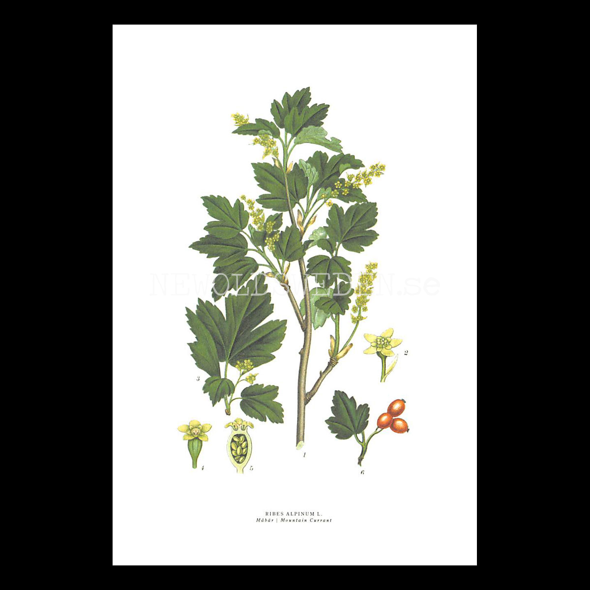 MÅBÄR - MOUNTAIN CURRANT - RIBES ALPINUM L. -  C.A.M. Lindman - 771