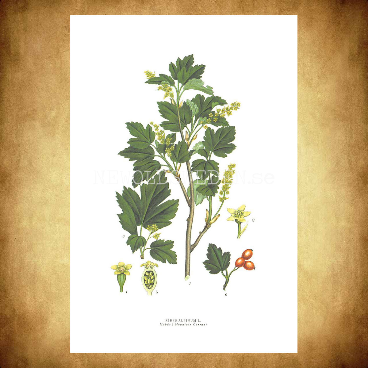 MÅBÄR - MOUNTAIN CURRANT - RIBES ALPINUM L. -  C.A.M. Lindman - 771 - 3