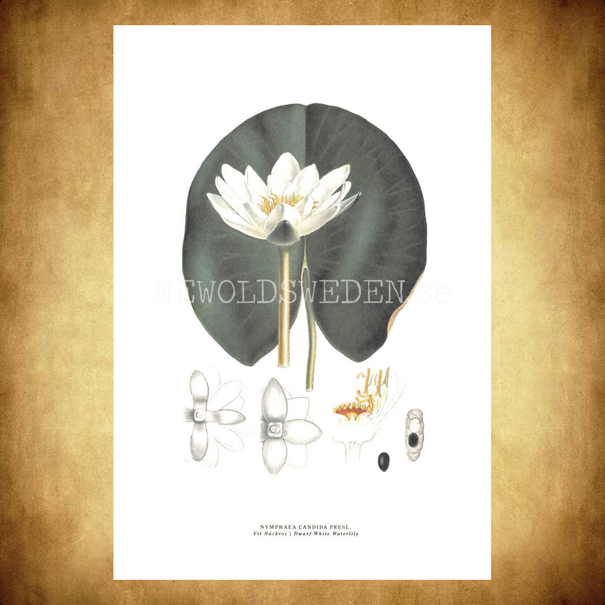 VIT NÄCKROS - WHITE WATERLILY - NYMPHAEA CANDIDA PRESL -  C.A.M. Lindman - 772 - 3