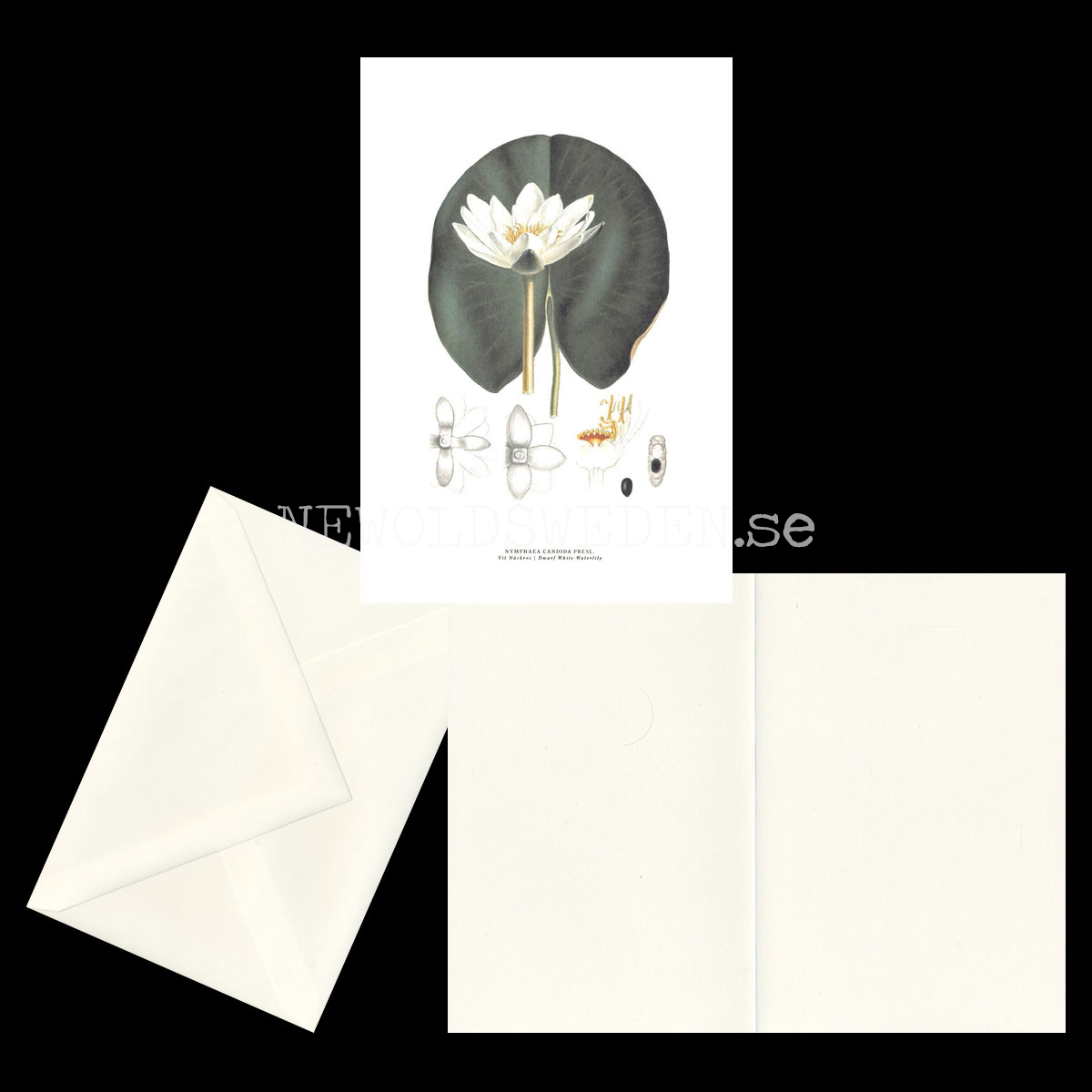 VIT NÄCKROS - WHITE WATERLILY - NYMPHAEA CANDIDA PRESL -  C.A.M. Lindman - 772 - 2
