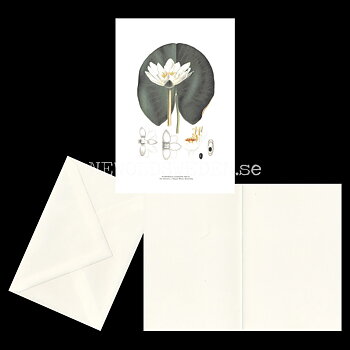 VIT NÄCKROS - WHITE WATERLILY - NYMPHAEA CANDIDA PRESL -  C.A.M. Lindman - 772