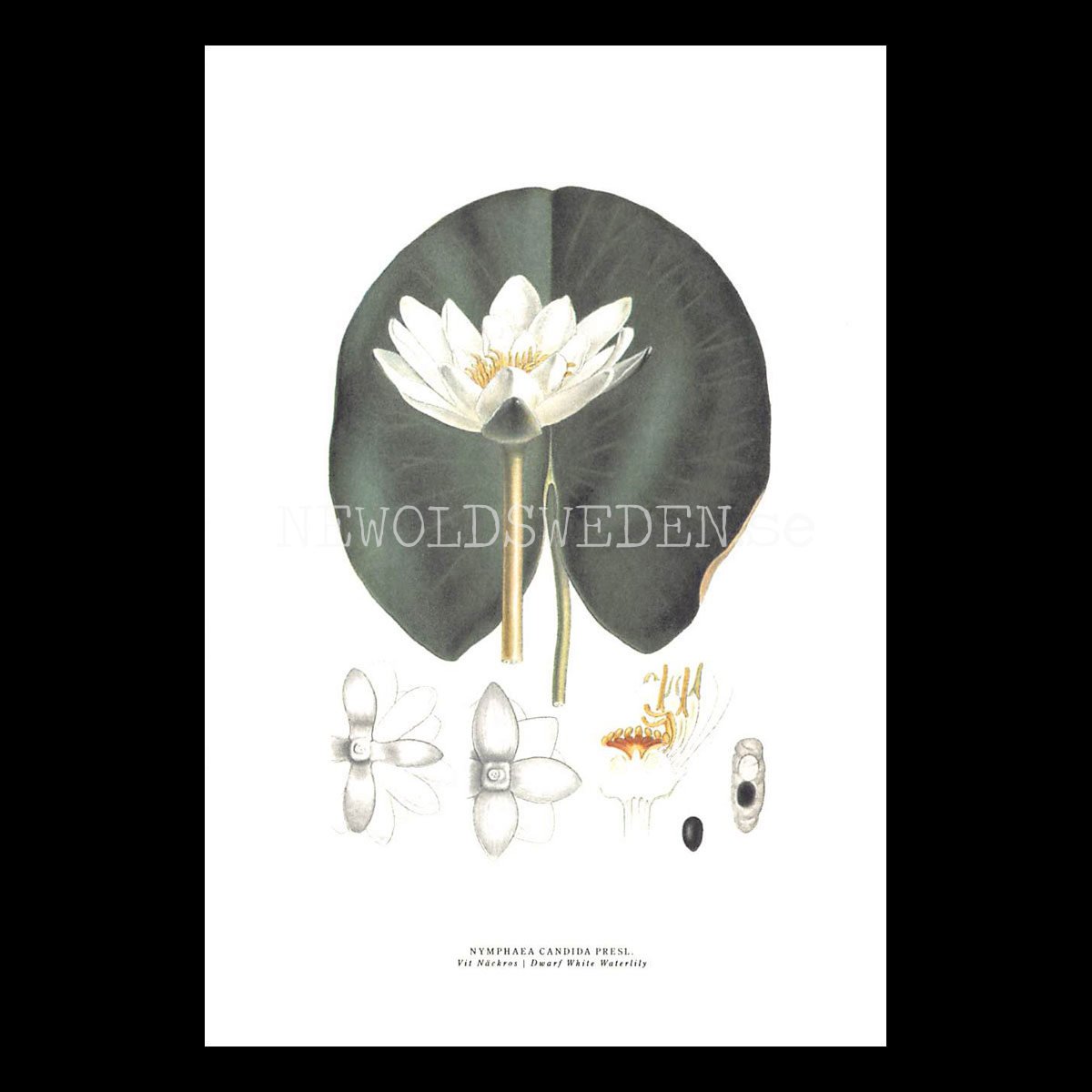 VIT NÄCKROS - WHITE WATERLILY - NYMPHAEA CANDIDA PRESL -  C.A.M. Lindman - 772