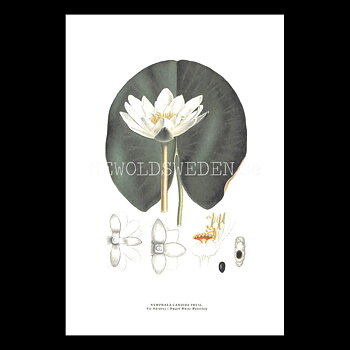VIT NÄCKROS - WHITE WATERLILY - NYMPHAEA CANDIDA PRESL -  C.A.M. Lindman - 772