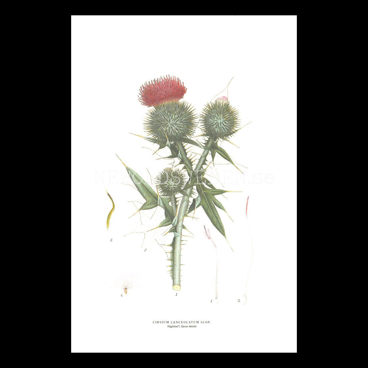 VÄGTISTEL - SPEAR THISTLE - CIRSIUM LANCEOLATUM SCOP -  C.A.M. Lindman - 770