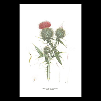 VÄGTISTEL - SPEAR THISTLE - CIRSIUM LANCEOLATUM SCOP -  C.A.M. Lindman - 770