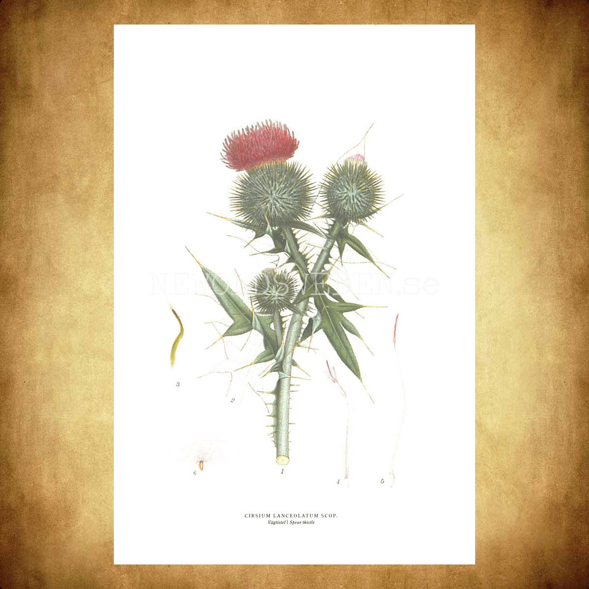 VÄGTISTEL - SPEAR THISTLE - CIRSIUM LANCEOLATUM SCOP -  C.A.M. Lindman - 770 - 3