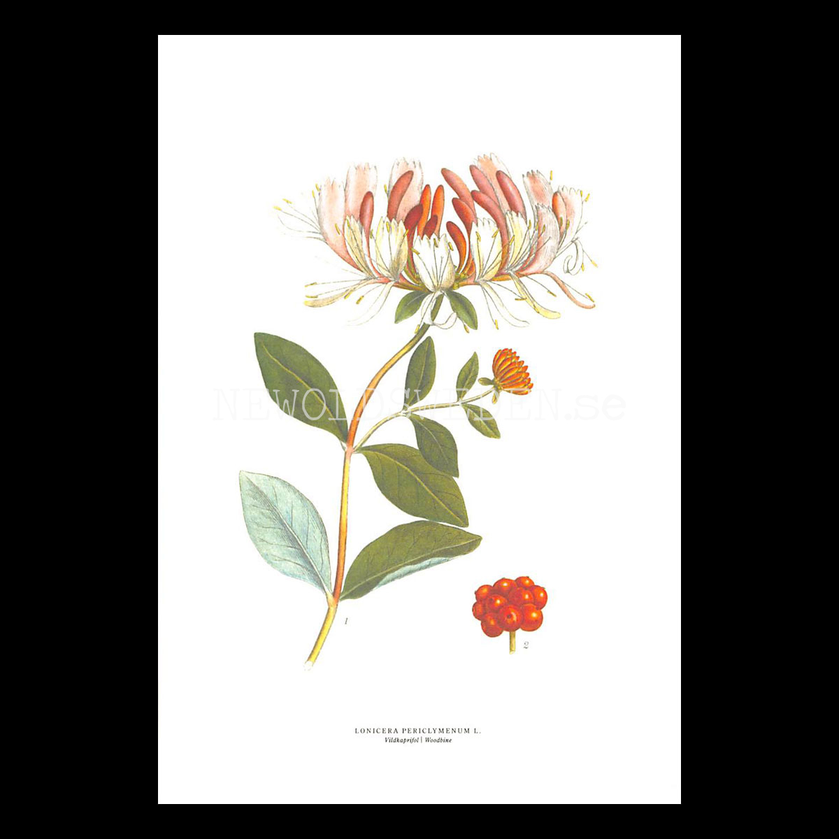 VILDKAPRIFOL - WOODBINE - LONICERA PERICLYMENUM L. -  C.A.M. Lindman - 770