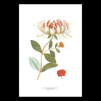 VILDKAPRIFOL - WOODBINE - LONICERA PERICLYMENUM L. -  C.A.M. Lindman - 770