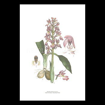 SANKT PERS NYCKLAR - EARLY PURPLE ORCHID - ORCHIS MASCULUS L. -  C.A.M. Lindman - 770