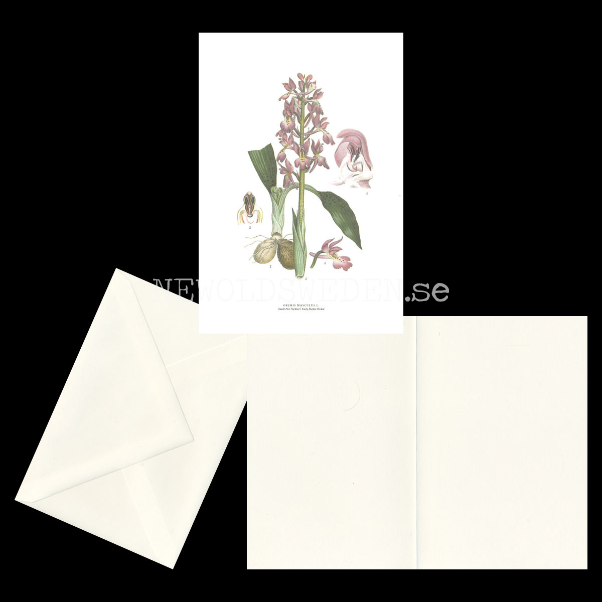 SANKT PERS NYCKLAR - EARLY PURPLE ORCHID - ORCHIS MASCULUS L. -  C.A.M. Lindman - 770 - 2