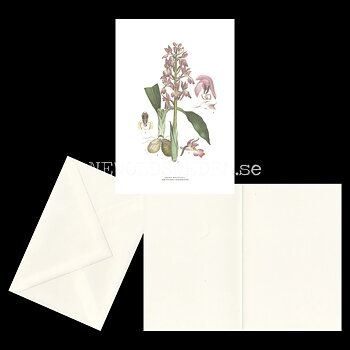 SANKT PERS NYCKLAR - EARLY PURPLE ORCHID - ORCHIS MASCULUS L. -  C.A.M. Lindman - 770