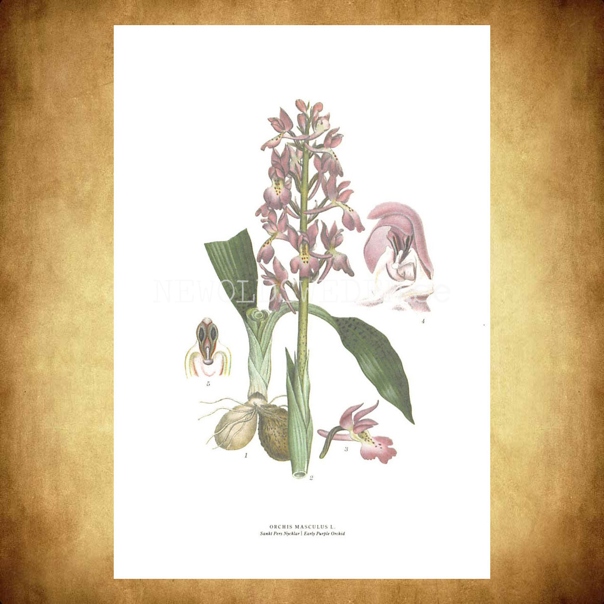 SANKT PERS NYCKLAR - EARLY PURPLE ORCHID - ORCHIS MASCULUS L. -  C.A.M. Lindman - 770 - 3