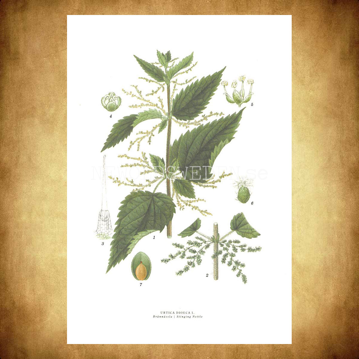 BRÄNNÄSSLA - STINGING NETTLE - URTICA DIOECA L. -  C.A.M. Lindman - 771 - 3