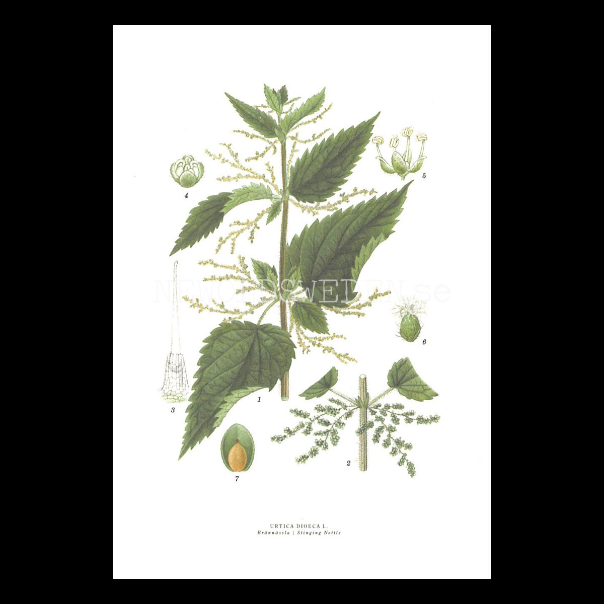 BRÄNNÄSSLA - STINGING NETTLE - URTICA DIOECA L. -  C.A.M. Lindman - 771