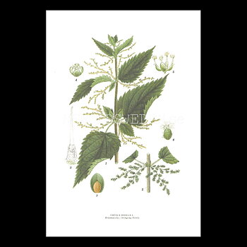 BRÄNNÄSSLA - STINGING NETTLE - URTICA DIOECA L. -  C.A.M. Lindman - 771