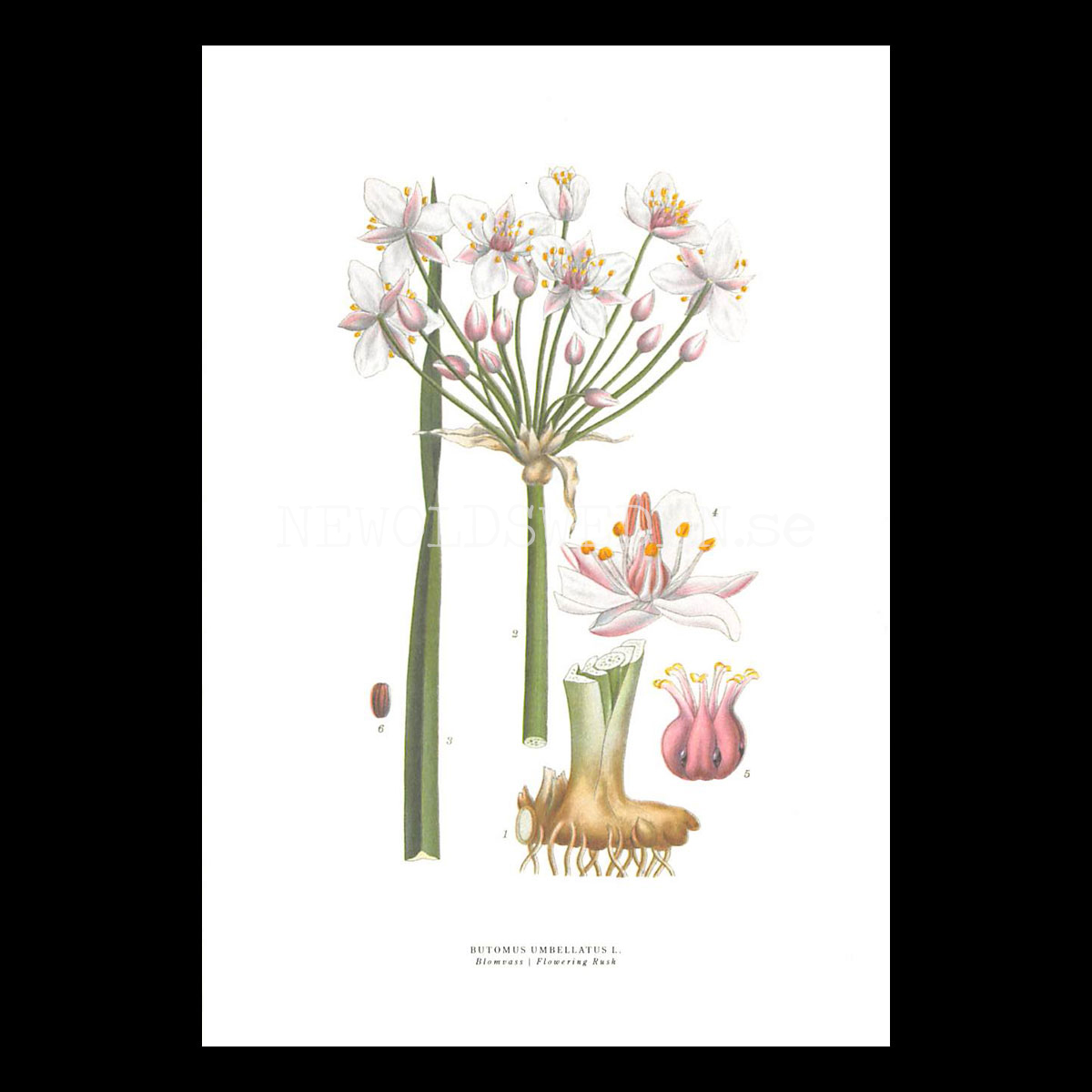 BLOMVASS - FLOWERING RUSH - BUTOMUS UMBELLATUS L. -  C.A.M. Lindman - 772