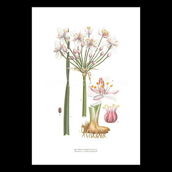 BLOMVASS - FLOWERING RUSH - BUTOMUS UMBELLATUS L. -  C.A.M. Lindman - 772