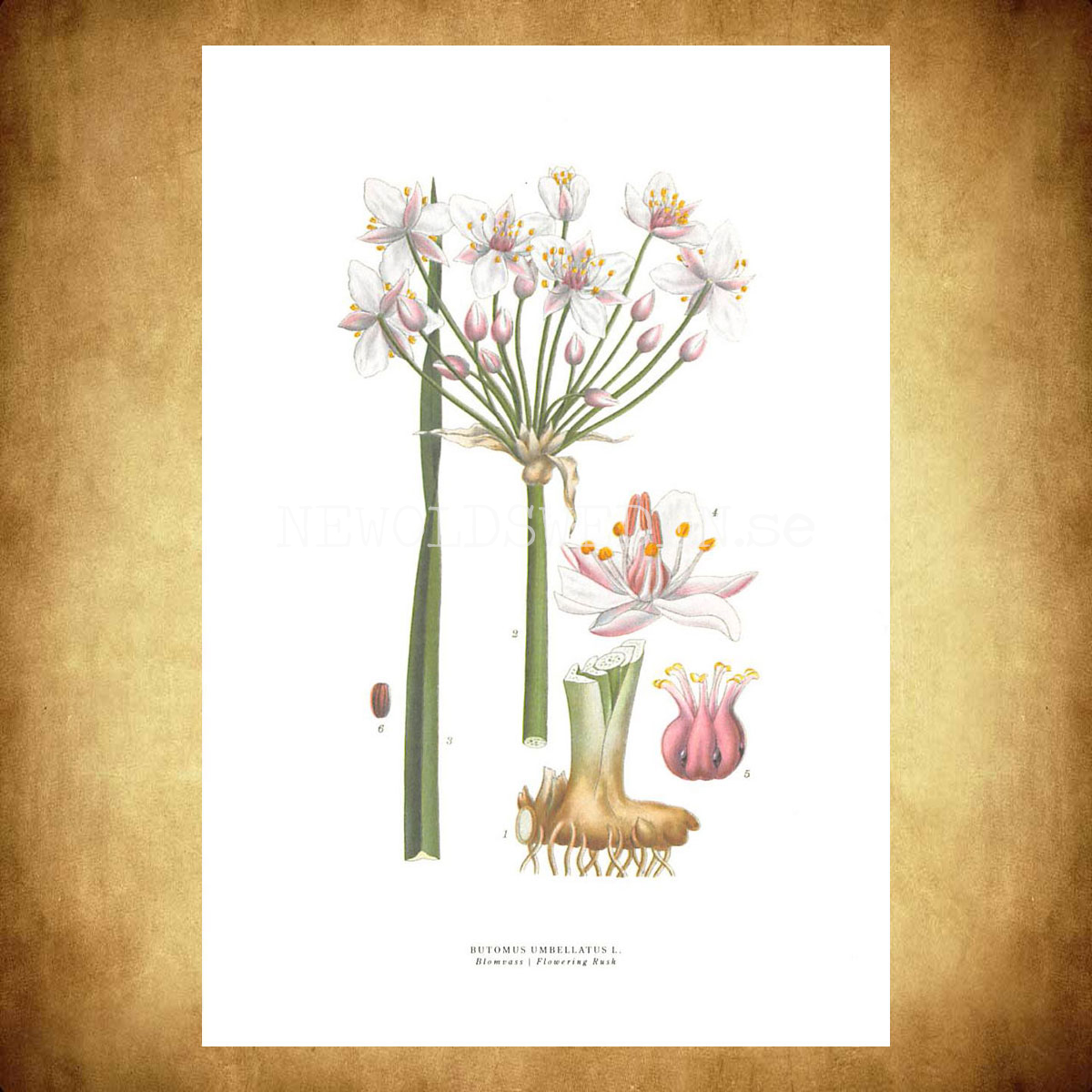 BLOMVASS - FLOWERING RUSH - BUTOMUS UMBELLATUS L. -  C.A.M. Lindman - 772 - 3