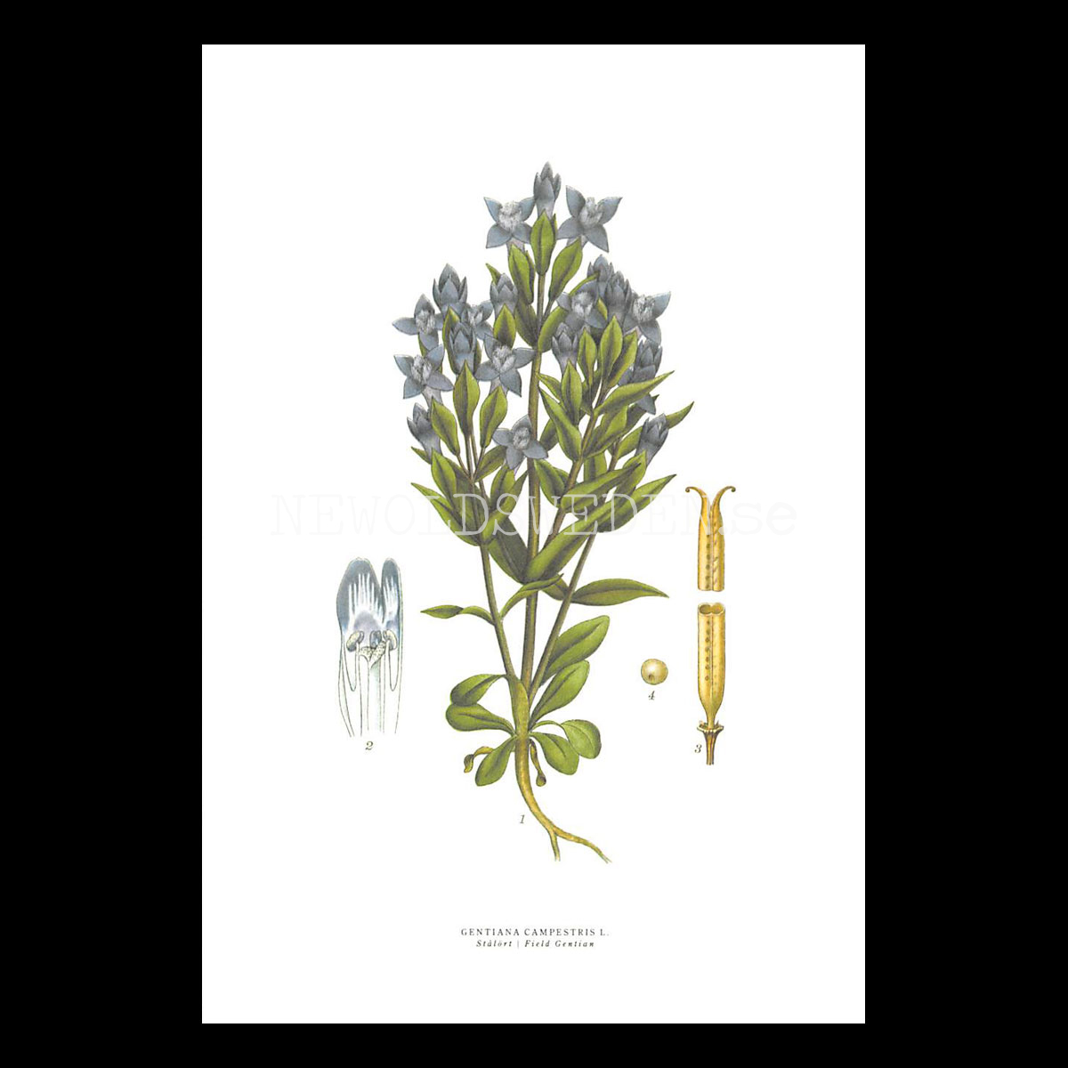 STRÅLÖRT - FIELD GENTIAN - GENTIANA CAMPPESTRIS L. -  C.A.M. Lindman - 772