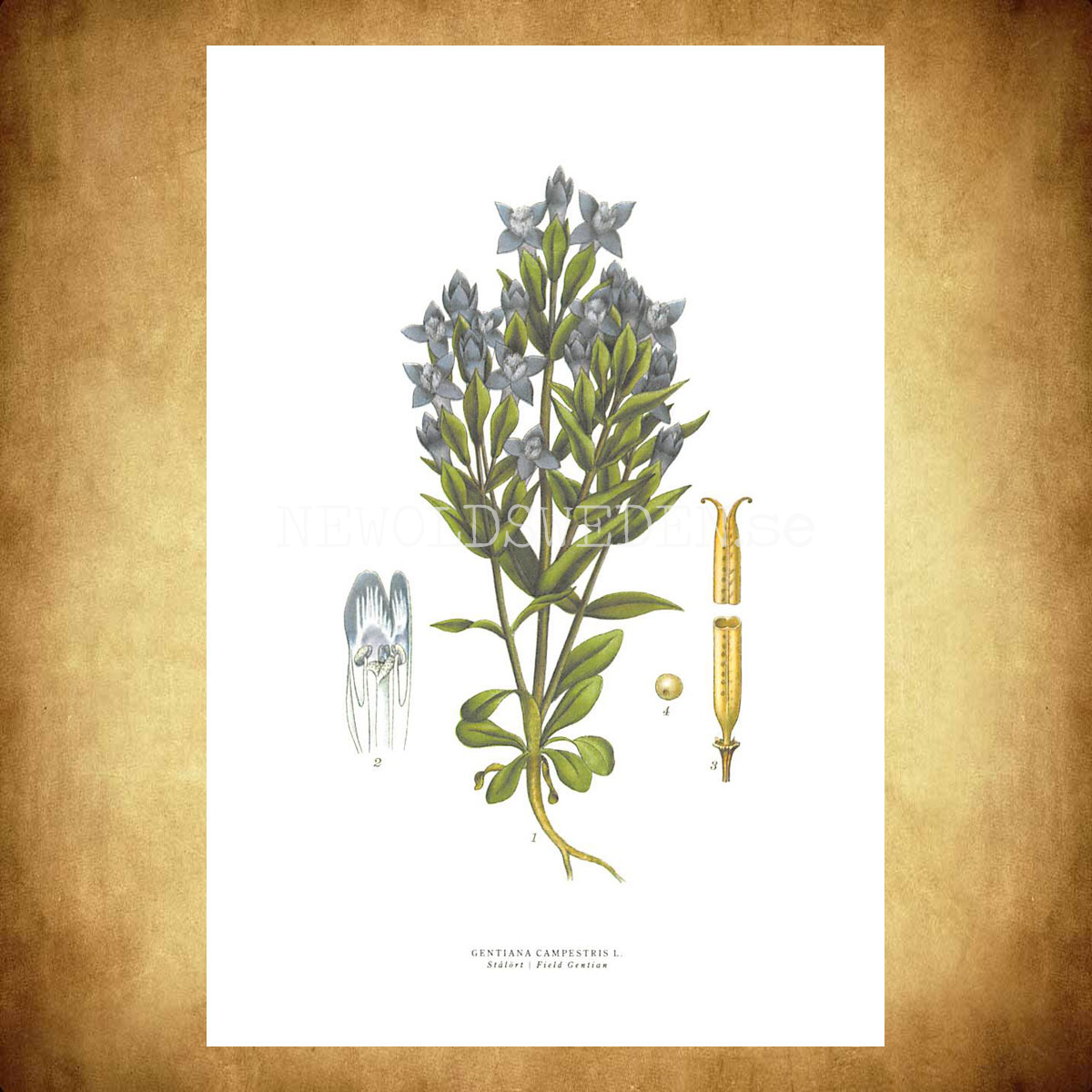STRÅLÖRT - FIELD GENTIAN - GENTIANA CAMPPESTRIS L. -  C.A.M. Lindman - 772 - 3