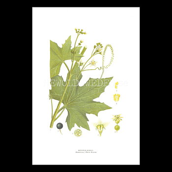 HUNDROVA - WHITE BRYONY - BRYONIA ALBA L. -  C.A.M. Lindman - 772