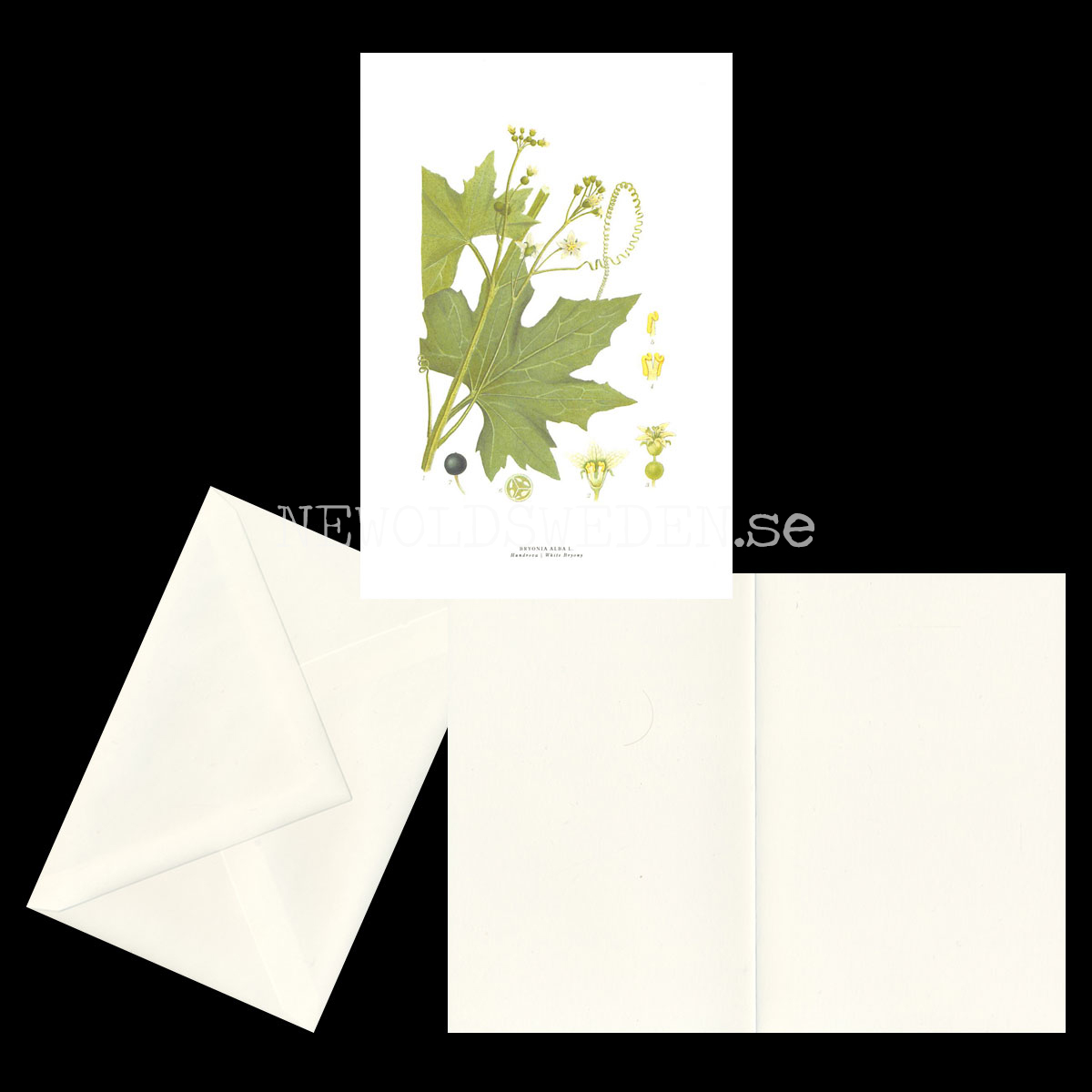 HUNDROVA - WHITE BRYONY - BRYONIA ALBA L. -  C.A.M. Lindman - 772 - 2