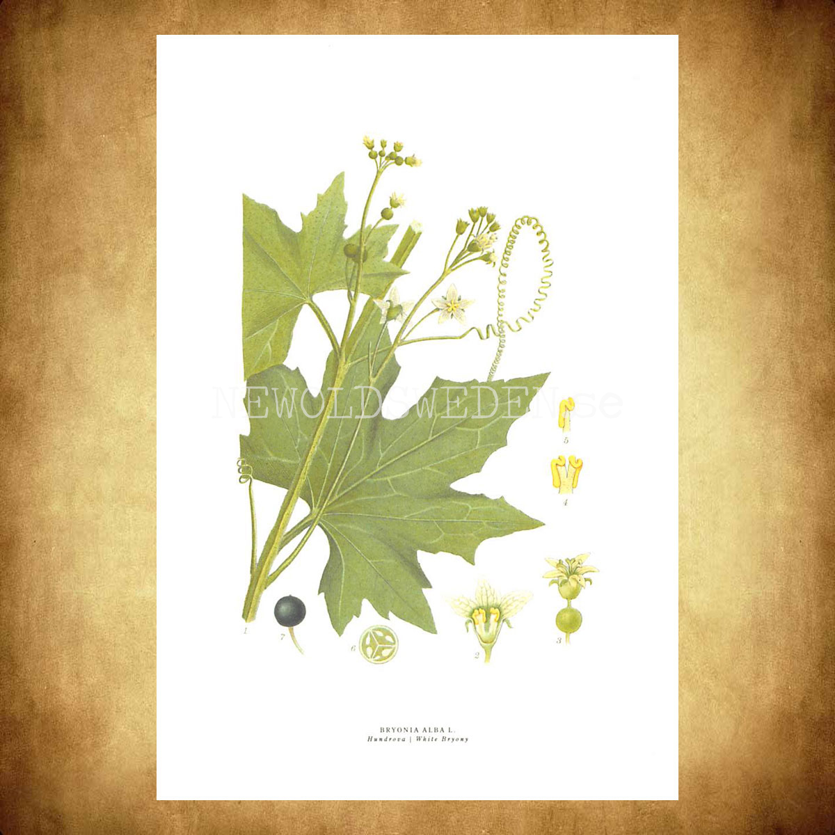 HUNDROVA - WHITE BRYONY - BRYONIA ALBA L. -  C.A.M. Lindman - 772 - 3