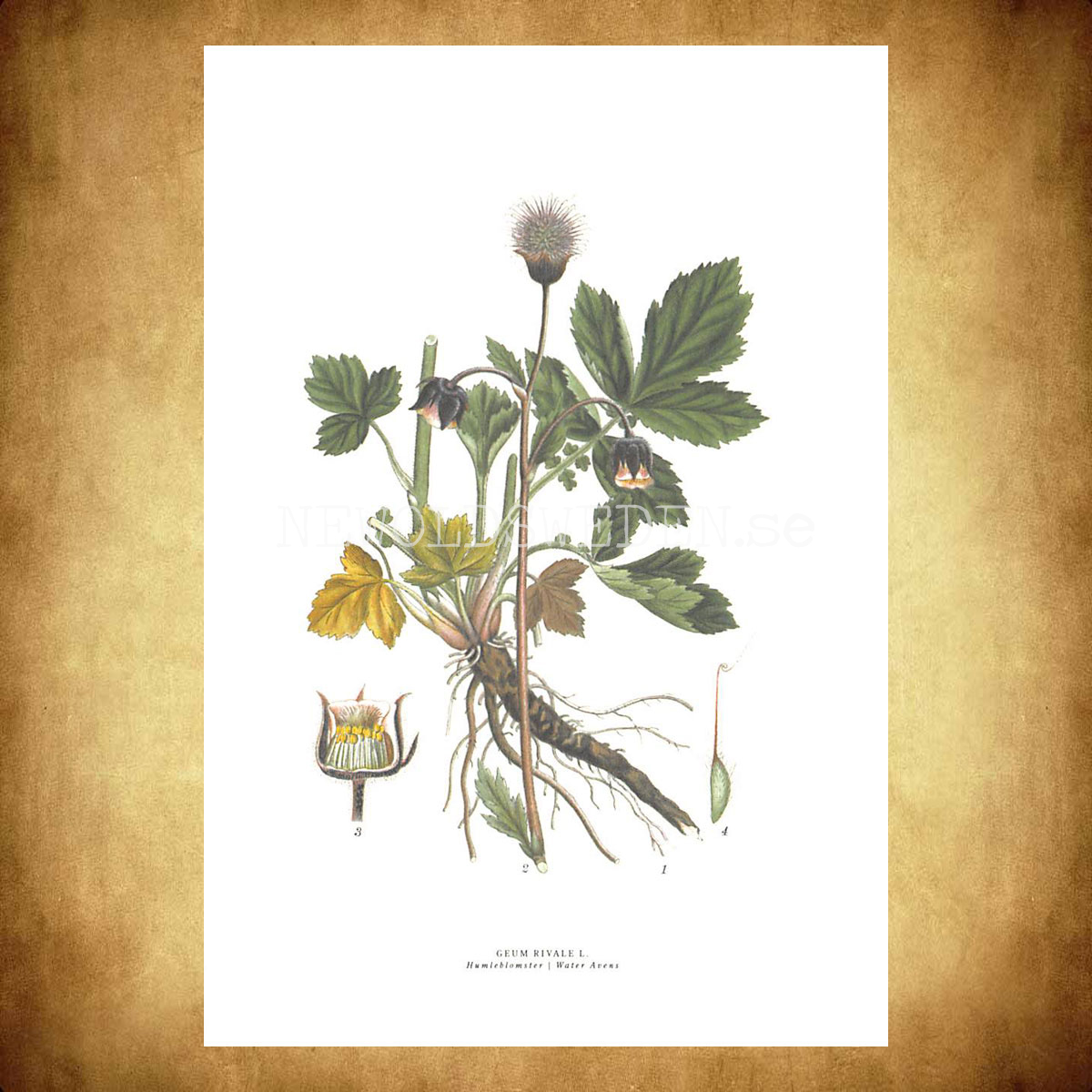 HUMLEBLOMSTER - WATER AVENS - GEUM RIVALE L. -  C.A.M. Lindman - 771 - 3