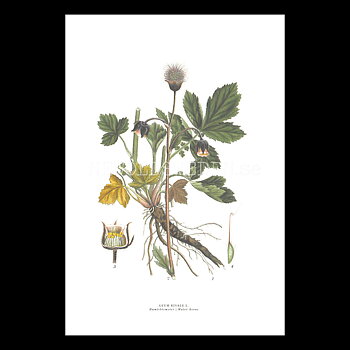 HUMLEBLOMSTER - WATER AVENS - GEUM RIVALE L. -  C.A.M. Lindman - 771