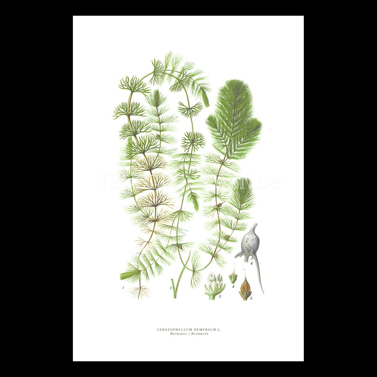 HORNSÄRV - HORNWORT - CERATOPHYLLUM DEMERSUM L. -  C.A.M. Lindman - 771