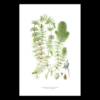 HORNSÄRV - HORNWORT - CERATOPHYLLUM DEMERSUM L. -  C.A.M. Lindman - 771