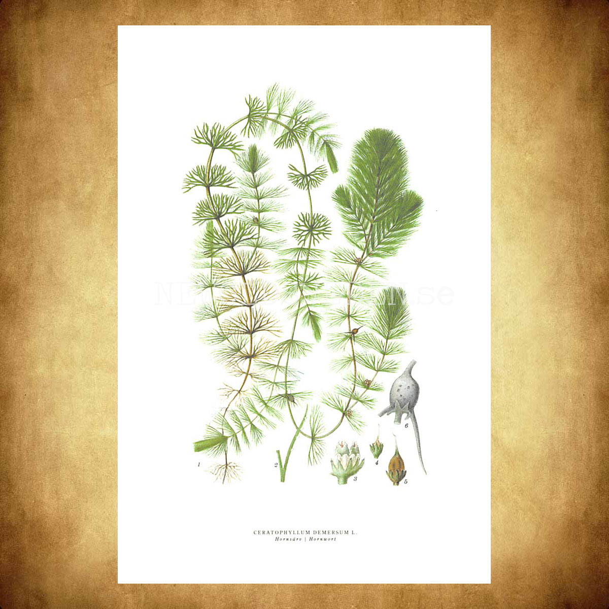 HORNSÄRV - HORNWORT - CERATOPHYLLUM DEMERSUM L. -  C.A.M. Lindman - 771 - 3