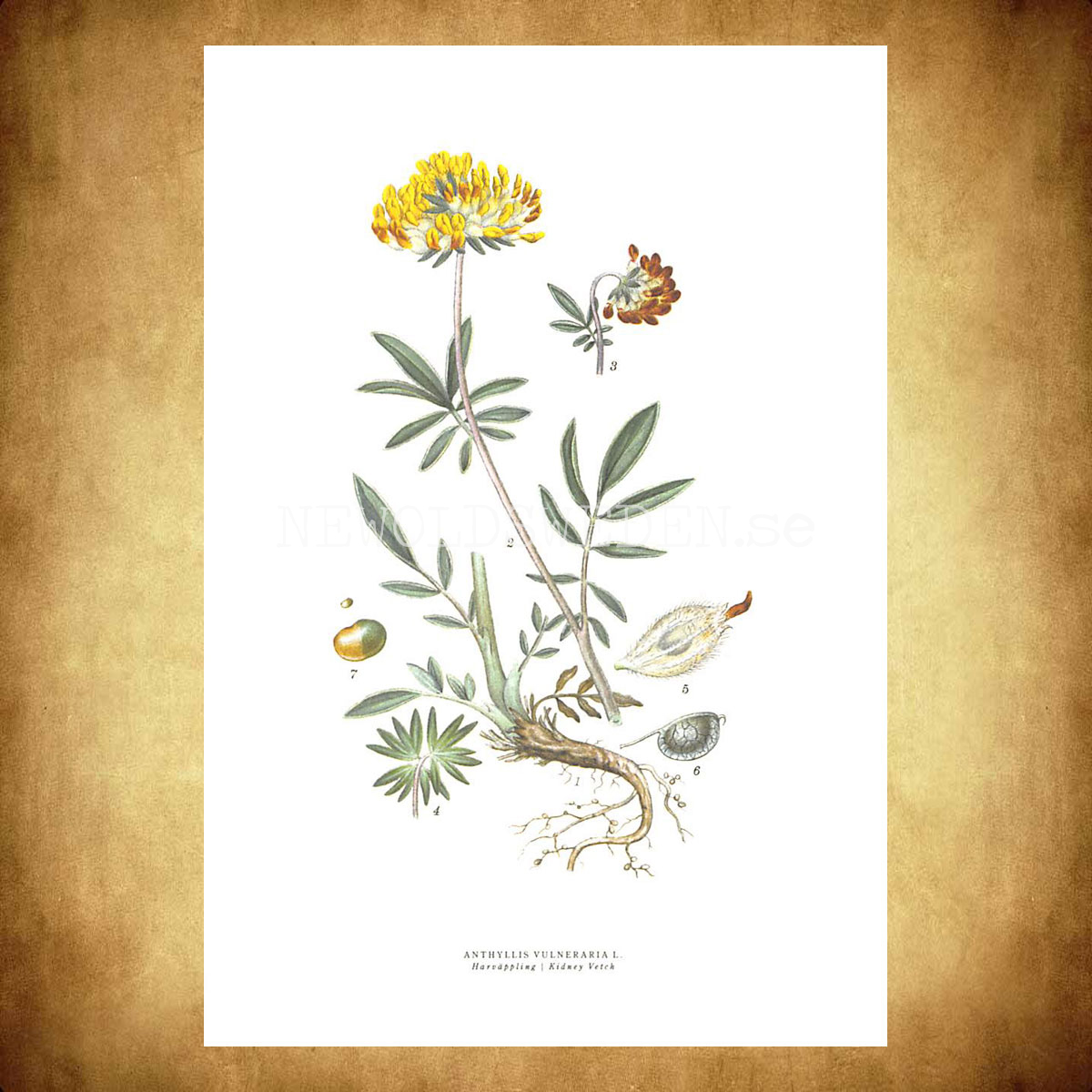 HARVÄPPLING - KIDNEY VETCH - ANTHYLLIS VULNERARIA L. -  C.A.M. Lindman - 771 - 3