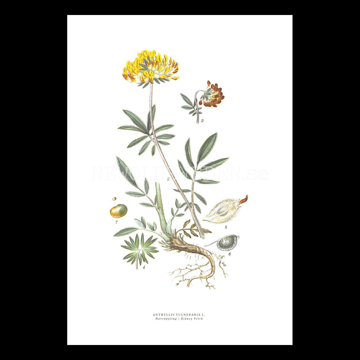 HARVÄPPLING - KIDNEY VETCH - ANTHYLLIS VULNERARIA L. -  C.A.M. Lindman - 771