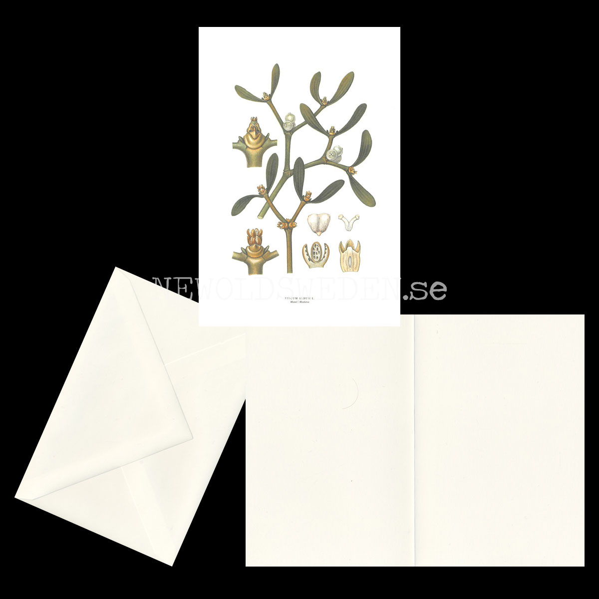 MISTEL - MISTLETOE - VISCUM ALBUM L. -  C.A.M. Lindman - 770 - 2