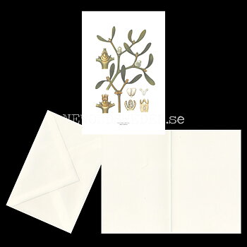 MISTEL - MISTLETOE - VISCUM ALBUM L. -  C.A.M. Lindman - 770