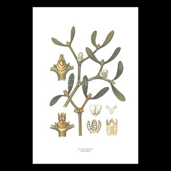 MISTEL - MISTLETOE - VISCUM ALBUM L. -  C.A.M. Lindman - 770