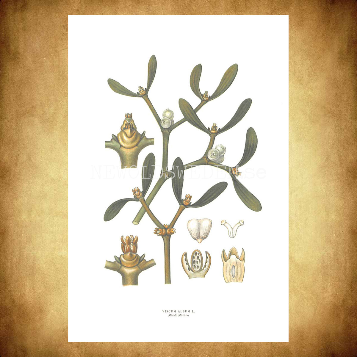 MISTEL - MISTLETOE - VISCUM ALBUM L. -  C.A.M. Lindman - 770 - 3