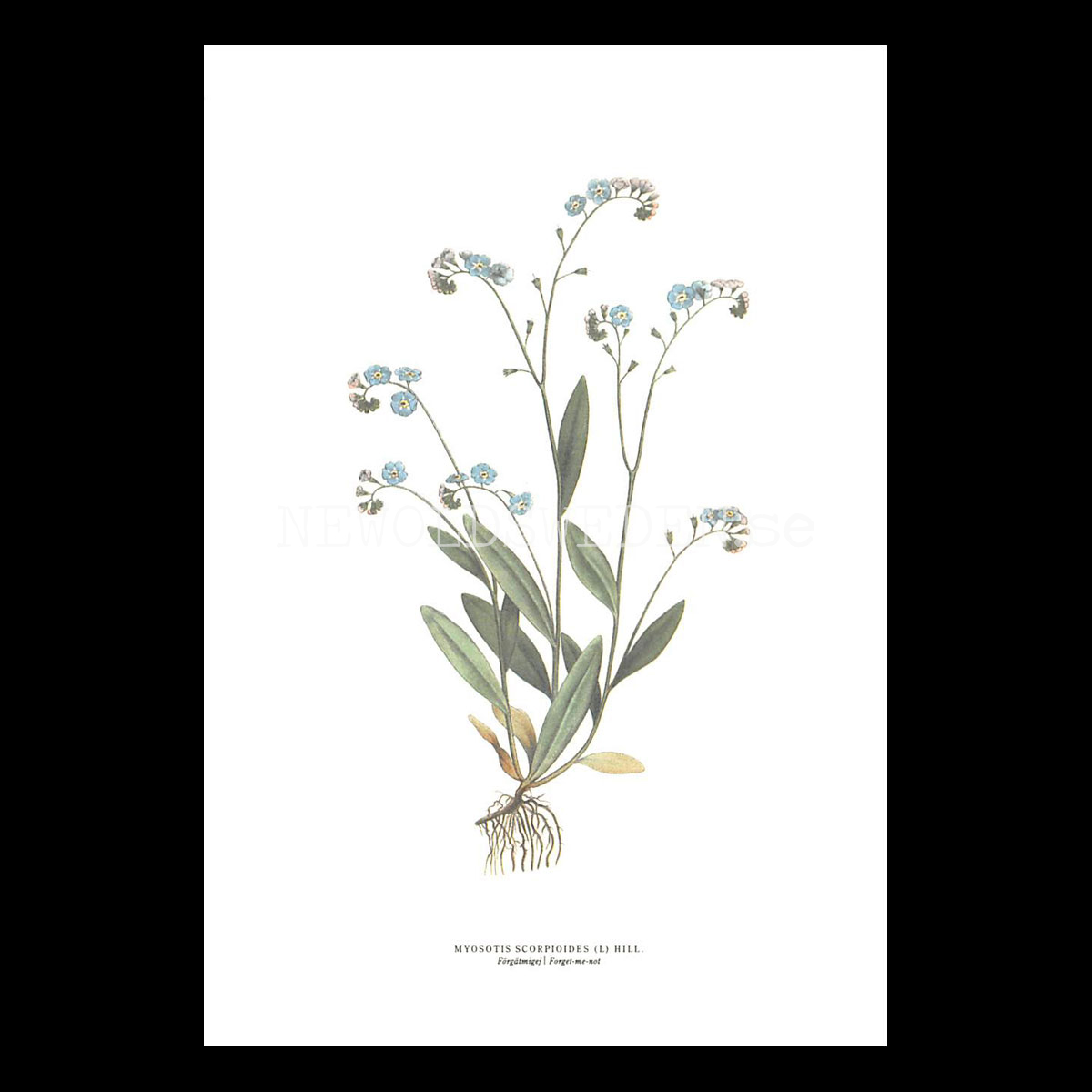 FÖRGÄTMIGEJ - FORGOT-ME-NOT - MYOSOTIS SCORPIOIDES (L) HILL -  C.A.M. Lindman - 770