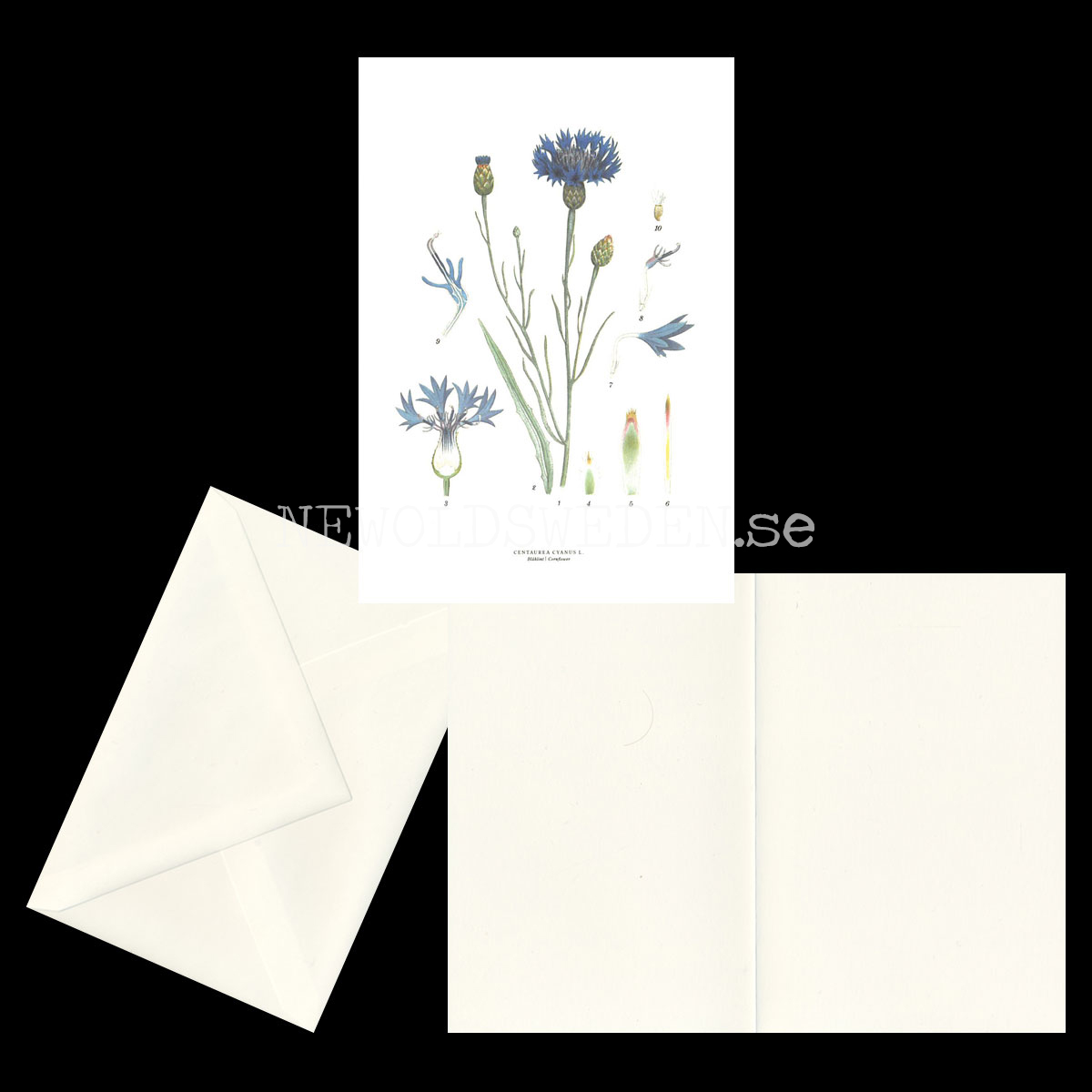 BLÅKLINT - CORNFLOWER - CENTAUREA CYANUS L. -  C.A.M. Lindman - 770 - 2