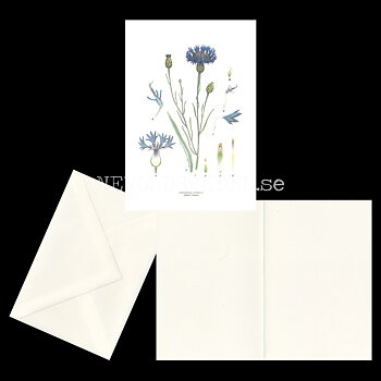 BLÅKLINT - CORNFLOWER - CENTAUREA CYANUS L. -  C.A.M. Lindman - 770