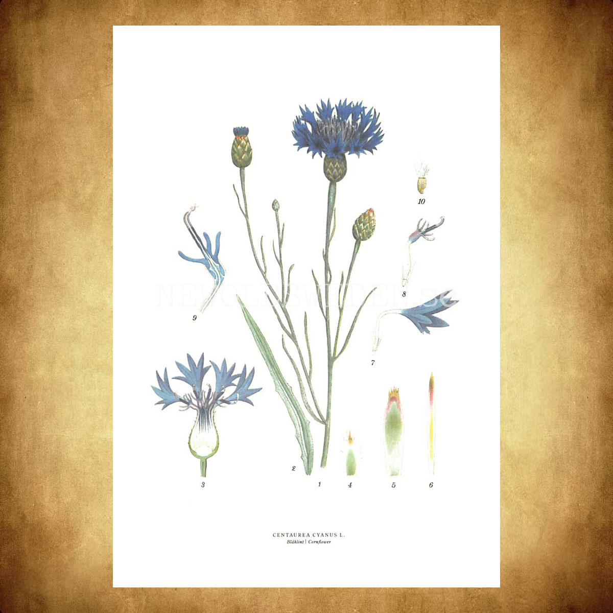 BLÅKLINT - CORNFLOWER - CENTAUREA CYANUS L. -  C.A.M. Lindman - 770 - 3