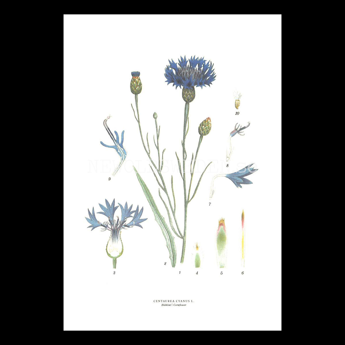 BLÅKLINT - CORNFLOWER - CENTAUREA CYANUS L. -  C.A.M. Lindman - 770