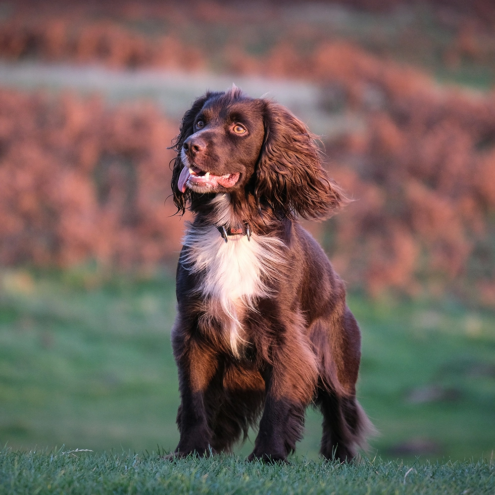 Baka en kaka som ser ut som en cocker spaniel springer spaniel